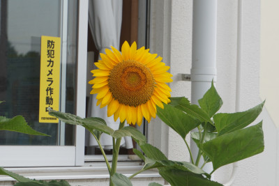 DSC02954